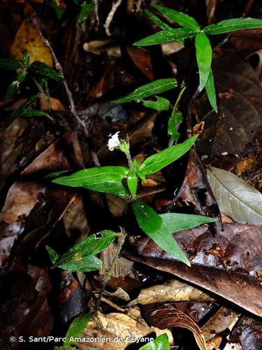 <i>Palicourea callithrix</i> (Miq.) Delprete & J.H.Kirkbr., 2016 © S. Sant/Parc Amazonien de Guyane