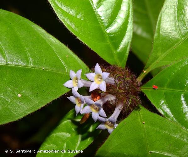 <i>Palicourea glabra</i> (Aubl.) Delprete & J.H.Kirkbr., 2016 © S. Sant/Parc Amazonien de Guyane