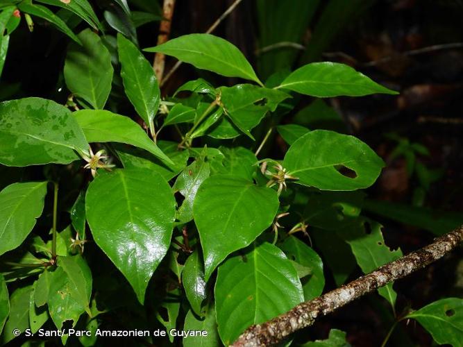 <i>Palicourea hoffmannseggiana</i> (Schult.) Borhidi, 2011 © S. Sant/ Parc Amazonien de Guyane