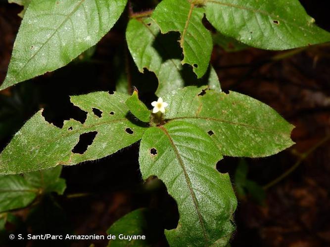 <i>Palicourea iodotricha</i> (Müll.Arg.) Delprete & J.H.Kirkbr., 2016 © S. Sant/Parc Amazonien de Guyane