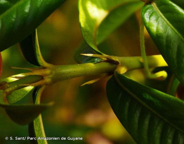 <i>Palicourea pseudinundata</i> (Wernham) Delprete & J.H.Kirkbr., 2016 © S. Sant/ Parc Amazonien de Guyane