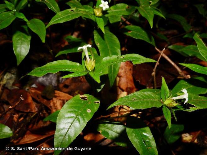 <i>Palicourea trichophora</i> (Müll.Arg.) Delprete & J.H.Kirkbr., 2016 © S. Sant/Parc Amazonien de Guyane