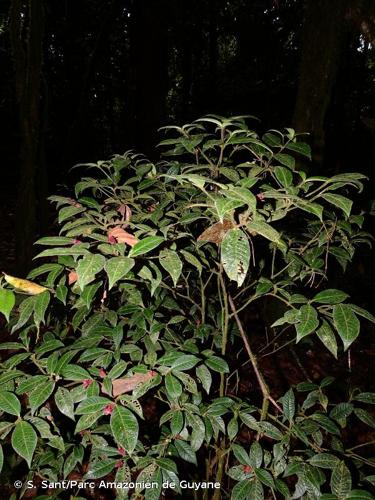 <i>Palicourea viridibractea</i> (Steyerm.) Delprete & J.H.Kirkbr., 2016 © S. Sant/Parc Amazonien de Guyane