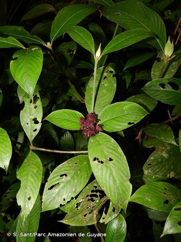 <i>Palicourea alloantha</i> (Steyerm.) Delprete & J.H.Kirkbr., 2016 © S. Sant/Parc Amazonien de Guyane