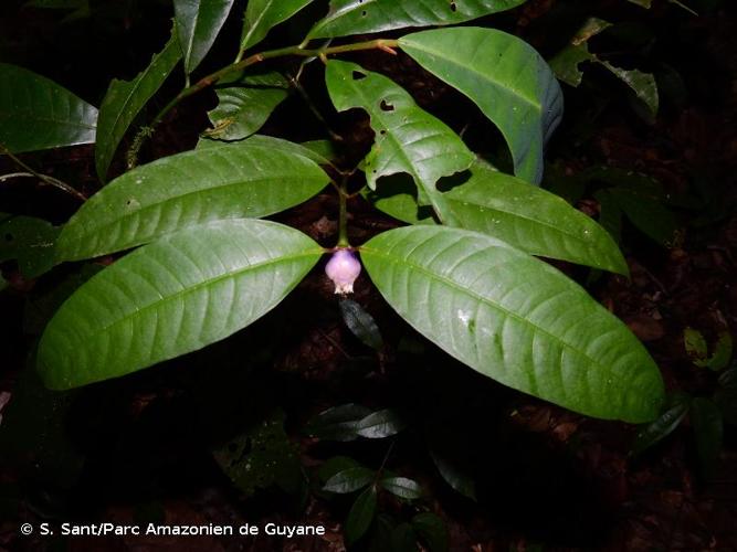 <i>Palicourea apoda</i> (Steyerm.) Delprete & J.H.Kirkbr., 2016 © S. Sant/Parc Amazonien de Guyane