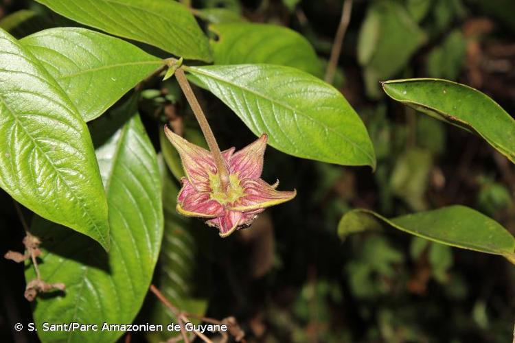 <i>Palicourea bracteocardia</i> (DC.) Delprete & J.H.Kirkbr., 2016 © S. Sant/Parc Amazonien de Guyane