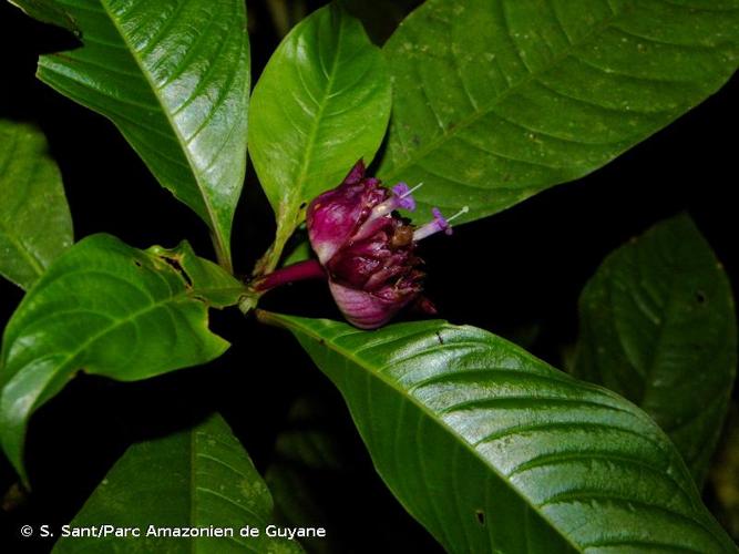 <i>Palicourea colorata</i> (Hoffmanns. ex Willd.) Delprete & J.H.Kirkbr., 2016 © S. Sant/Parc Amazonien de Guyane