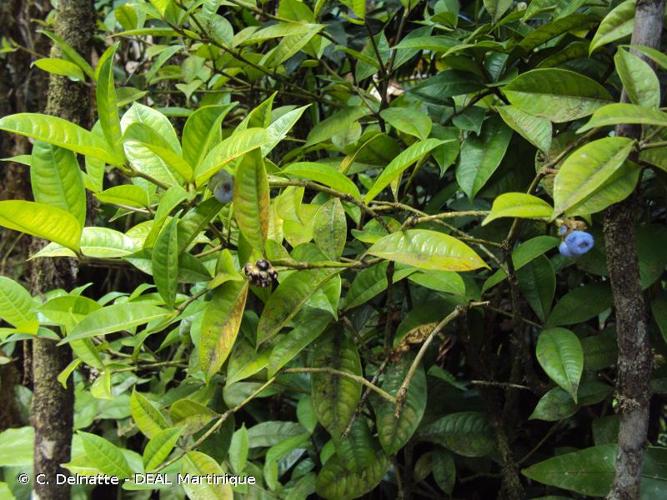 <i>Palicourea muscosa</i> (Jacq.) Delprete & J.H.Kirkbr., 2016 © C. Delnatte - DEAL Martinique