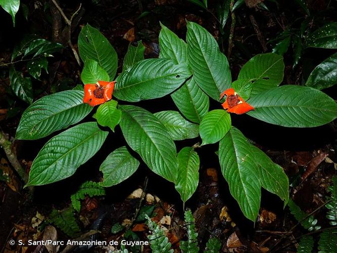 <i>Palicourea tomentosa</i> (Aubl.) Borhidi, 2012 © S. Sant/Parc Amazonien de Guyane