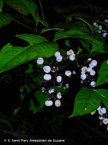 <i>Palicourea deflexa</i> (DC.) Borhidi, 2011 © S. Sant/ Parc Amazonien de Guyane