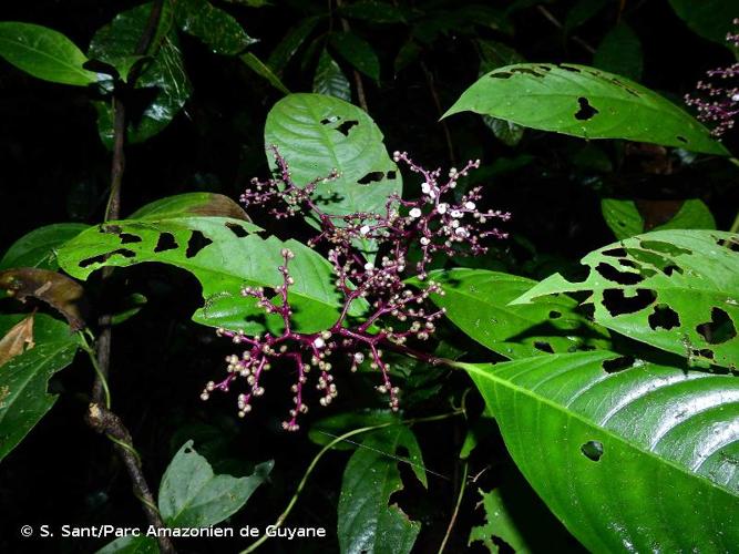 <i>Palicourea microbotrys</i> (Ruiz ex Standl.) Delprete & J.H.Kirkbr., 2016 © S. Sant/Parc Amazonien de Guyane