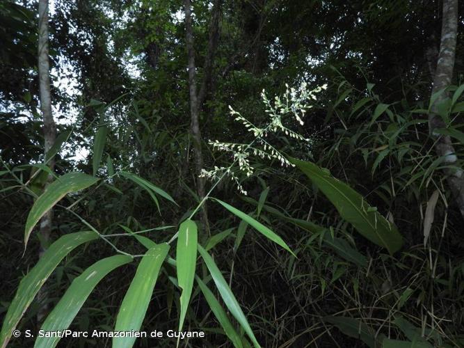 <i>Hildaea breviscrobs</i> (Döll) C.Silva & R.P.Oliveira, 2015 © S. Sant/Parc Amazonien de Guyane