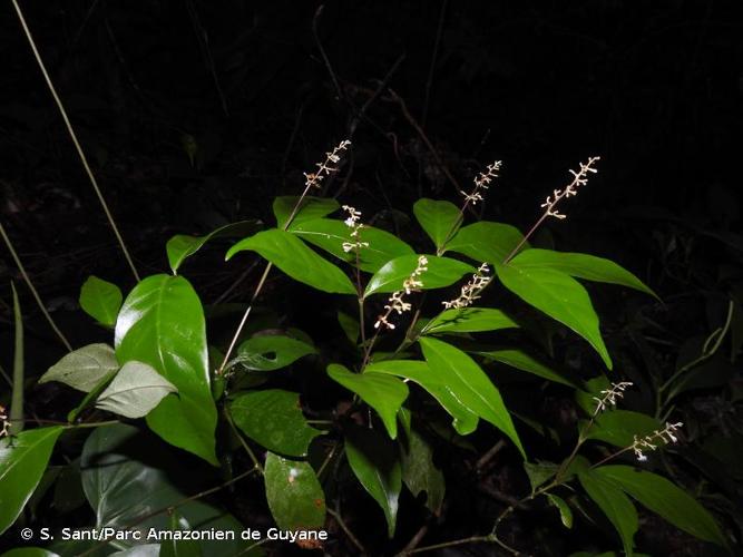 <i>Palicourea pullei</i> (Bremek.) Delprete & J.H.Kirkbr., 2016 © S. Sant/Parc Amazonien de Guyane