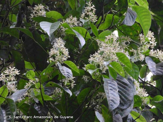 <i>Coussarea albescens</i> (DC.) Müll.Arg., 1881 © S. Sant/ Parc Amazonien de Guyane