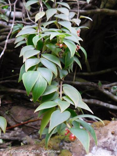 <i>Notopleura parasitica</i> (Sw.) Hammel, 2014 © C. Delnatte - DEAL Martinique