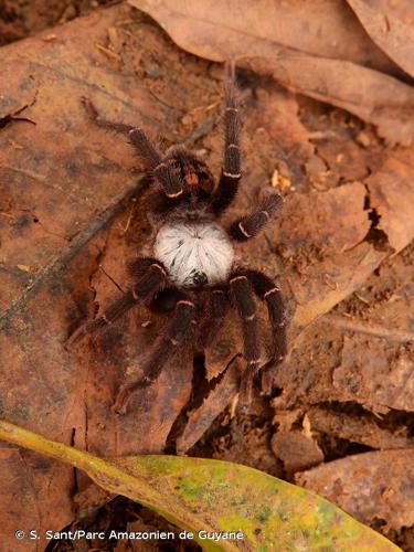 <i>Hapalopus lesleyae</i> Gabriel, 2011 © S. Sant/Parc Amazonien de Guyane