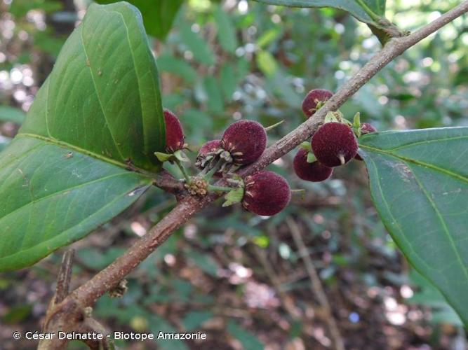 <i>Piparea multiflora</i> C.F.Gaertn., 1807 © César Delnatte - Biotope Amazonie