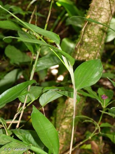 <i>Streptochaeta spicata</i> Schrad., 1829 © G. Léotard