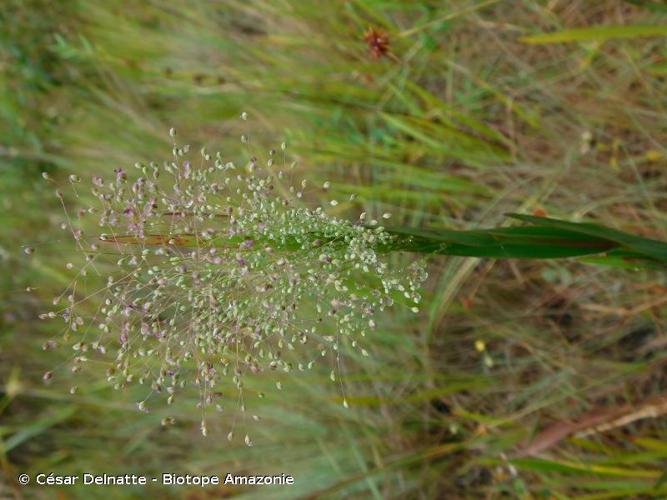 <i>Trichanthecium cyanescens</i> (Nees ex Trin.) Zuloaga & Morrone, 2011 © César Delnatte - Biotope Amazonie