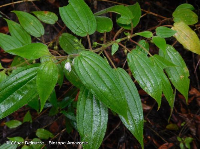 <i>Pseudoernestia glandulosa</i> (Gleason) M.J.Rocha & P.J.F.Guim., 2017 © César Delnatte - Biotope Amazonie