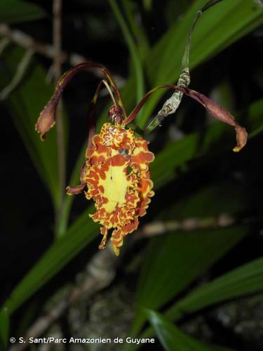 <i>Psychopsis versteegiana</i> (Pulle) Lückel & Braem, 1982 © S. Sant/Parc Amazonien de Guyane