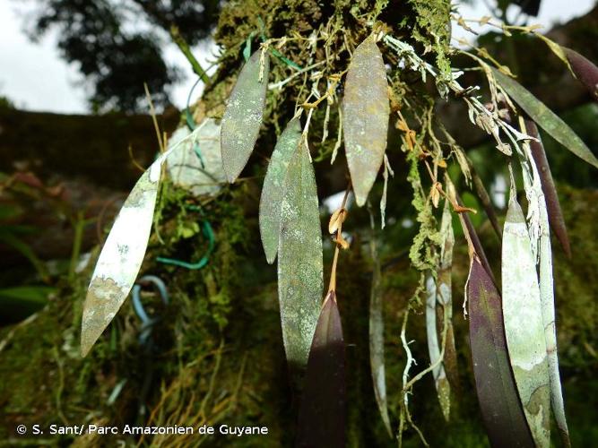 <i>Pendusalpinx dependens</i> (Luer) Karremans & Mel.Fernández, 2018 © S. Sant/ Parc Amazonien de Guyane