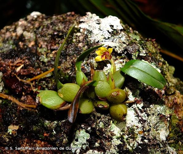 <i>Maxillariella caespitifica</i> (Rchb.f.) M.A.Blanco & Carnevali, 2007 © S. Sant/Parc Amazonien de Guyane