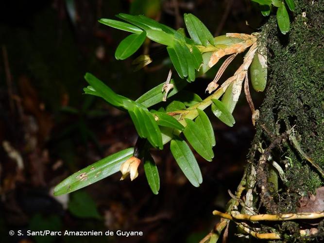 <i>Maxillariella ponerantha</i> (Rchb.f.) M.A.Blanco & Carnevali, 2007 © S. Sant/Parc Amazonien de Guyane