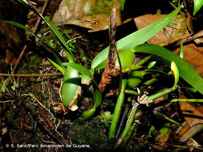 <i>Camaridium vestitum</i> (Sw.) Lindl., 1858 © S. Sant/Parc Amazonien de Guyane