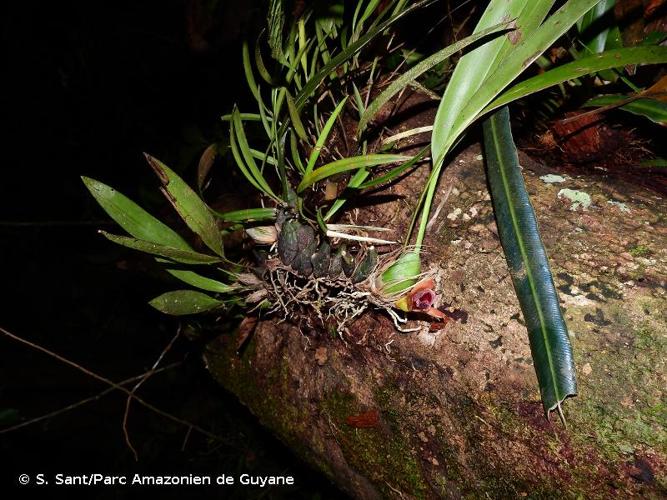 <i>Mapinguari desvauxianus</i> (Rchb.f.) Carnevali & R.B.Singer, 2007 © S. Sant/Parc Amazonien de Guyane