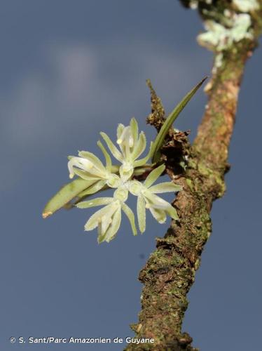 <i>Caluera surinamensis</i> Dodson & Determann, 1983 © S. Sant/Parc Amazonien de Guyane