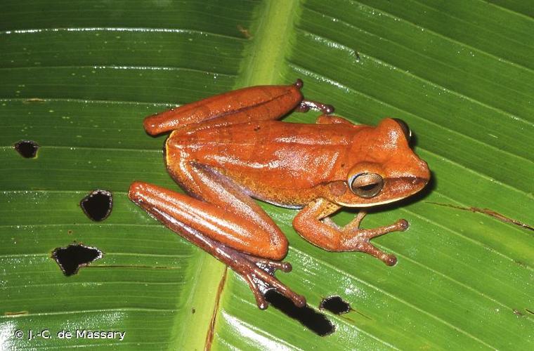 <i>Boana multifasciata</i> (Günther, 1859) © J.-C. de Massary