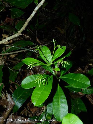 <i>Laxoplumeria aberrans</i> J.F.Morales, 2018 © S. Sant/Parc Amazonien de Guyane