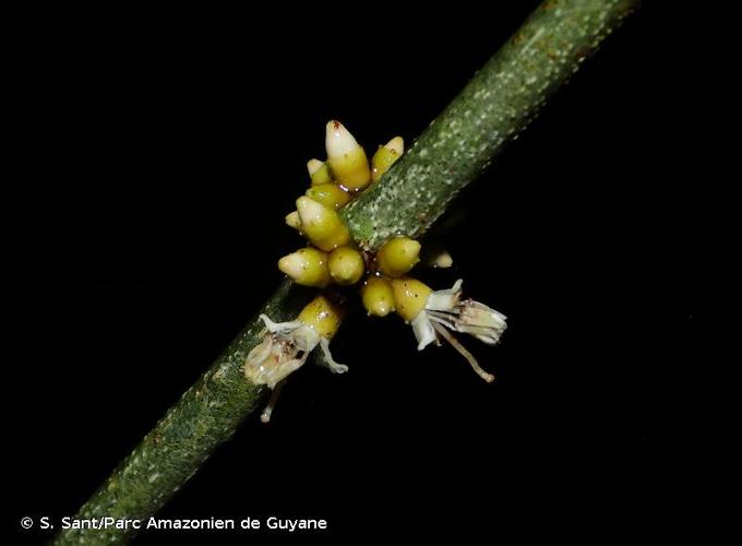 <i>Henriettea duckeana</i> (Hoehne) Penneys, Michelang., Judd & Almeda, 2010 © S. Sant/Parc Amazonien de Guyane