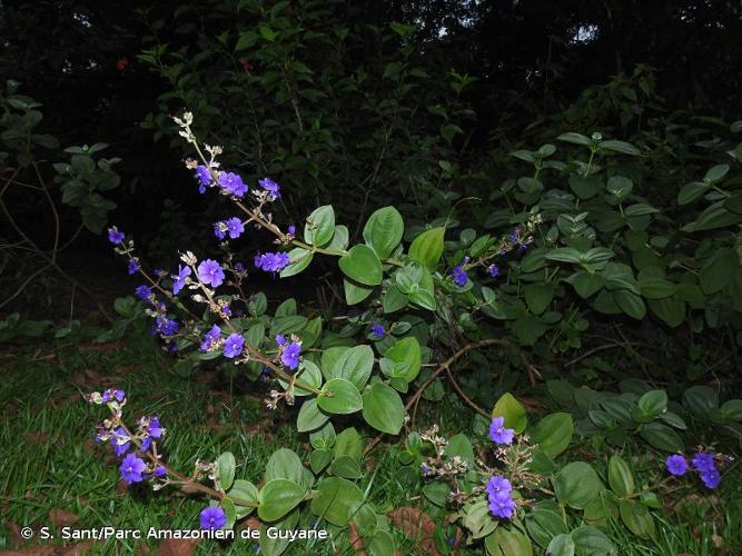 <i>Pleroma heteromallum</i> (D.Don) D.Don, 1823 © S. Sant/Parc Amazonien de Guyane