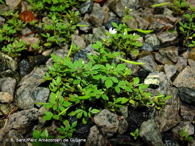 <i>Sieruela rutidosperma</i> (DC.) Roalson & J.C.Hall, 2017 © S. Sant/Parc Amazonien de Guyane