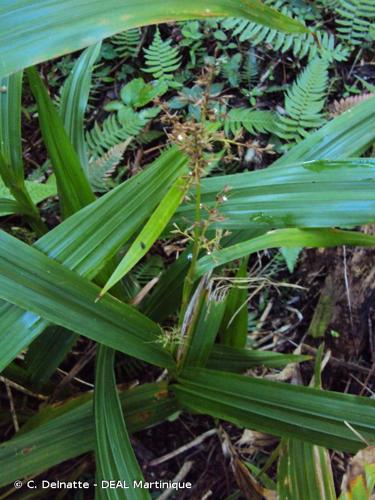 <i>Scleria melaleuca</i> Rchb., 1828 © C. Delnatte - DEAL Martinique