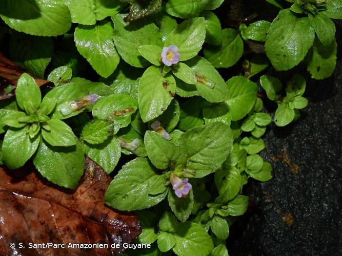 <i>Limnophila rugosa</i> (Roth) Merr., 1917 © S. Sant/Parc Amazonien de Guyane