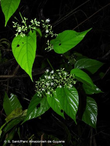 <i>Ayenia catalpifolia</i> (Jacq.) Christenh. & Byng, 2018 © S. Sant/Parc Amazonien de Guyane