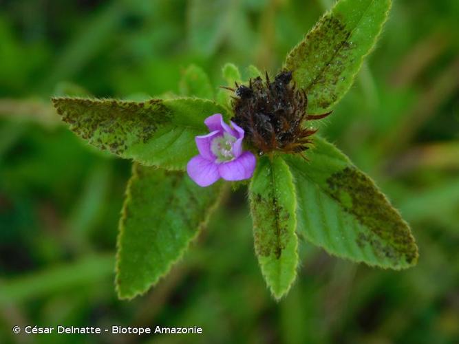 <i>Melochia spicata</i> (L.) Fryxell, 1988 © César Delnatte - Biotope Amazonie