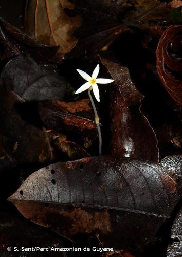 <i>Voyria alvesiana</i> E.F.Guim., T.S.Mendes & N.G.Silva, 2018 © S. Sant/Parc Amazonien de Guyane