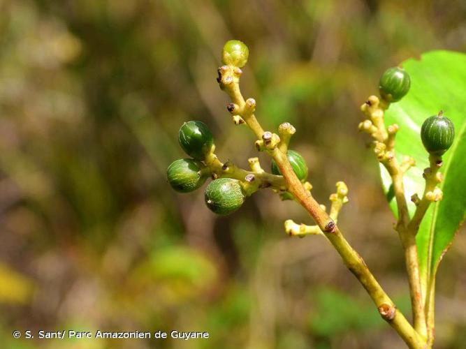 <i>Hebepetalum humiriifolium</i> (Planch.) Benth. ex B.D.Jacks., 1893 © S. Sant/ Parc Amazonien de Guyane