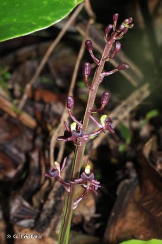 <i>Diteilis nervosa</i> (Thunb.) M.A.Clem. & D.L.Jones, 2005 © G. Léotard