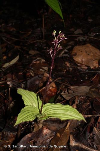 <i>Diteilis elata</i> (Lindl.) M.A.Clem. & D.L.Jones, 2005 © S. Sant/Parc Amazonien de Guyane