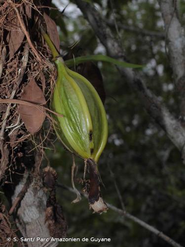 <i>Coryanthes macrantha</i> (Hook.) Lindl., 1833 © S. Sant/ Parc Amazonien de Guyane