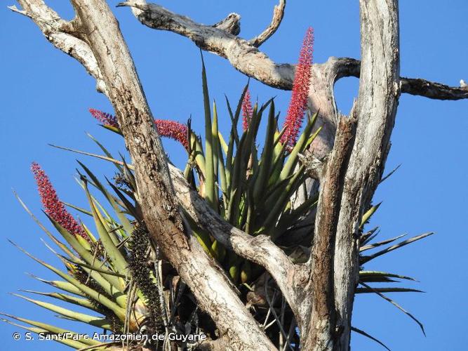 <i>Aechmea huebneri</i> Harms, 1929 © S. Sant/Parc Amazonien de Guyane