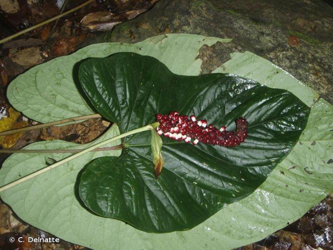 <i>Anthurium sagittatum</i> (Sims) G.Don, 1839 © C. Delnatte