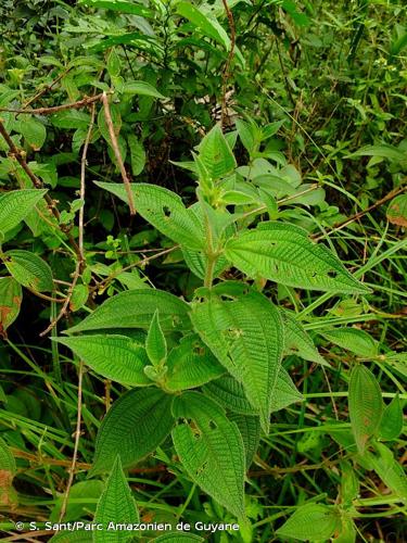 <i>Miconia rubra</i> (Aubl.) Mabb., 2017 © S. Sant/Parc Amazonien de Guyane