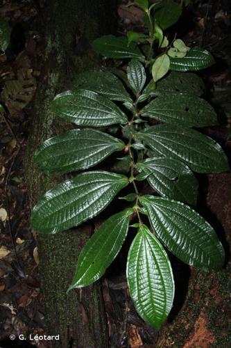 <i>Miconia mayeta</i> (D.Don) Michelang., 2017 © G. Léotard