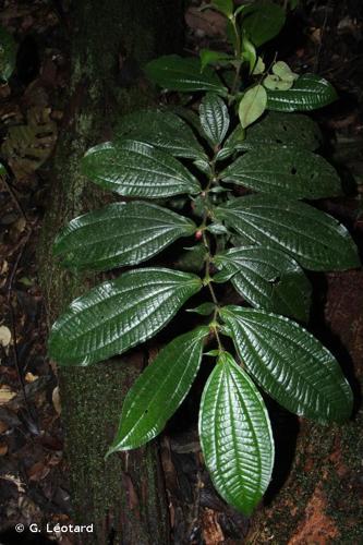 <i>Miconia mayeta</i> (D.Don) Michelang., 2017 © G. Léotard